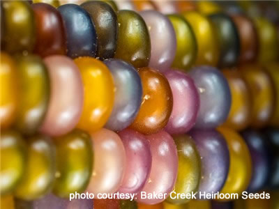 Baker Creek Heirloom Seeds - Glass Gem Corn