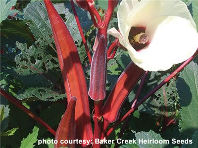 Okra - Orange Jing, photo courtesy: Baker Creek Heirloom Seeds